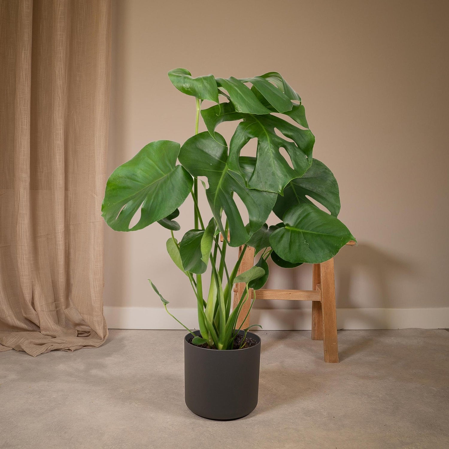 Monstera Deliciosa