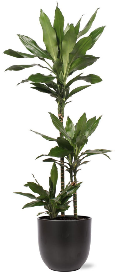 Dracaena Janet Lind inklusive elho® Topf