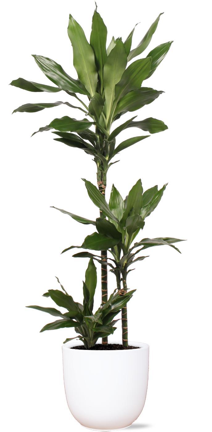 Dracaena Janet Lind inklusive elho® Topf