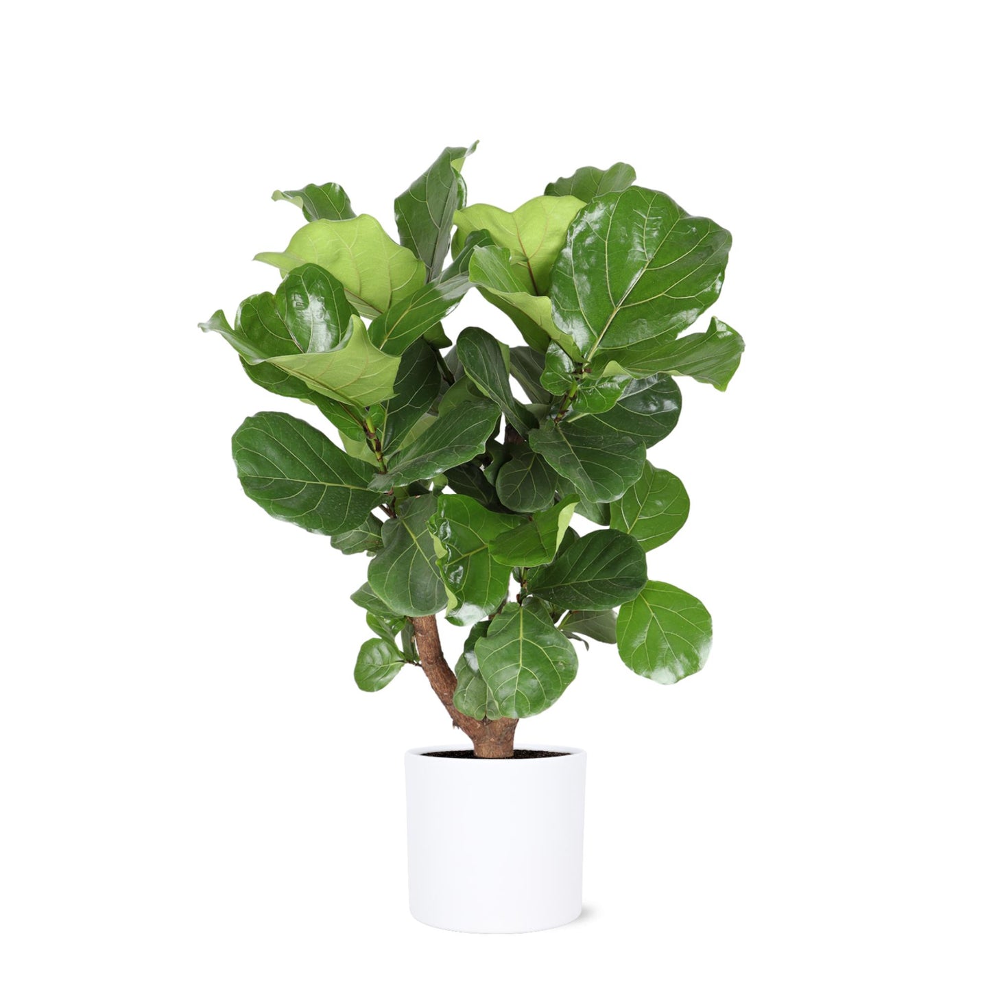 Ficus Lyrata (verzweigt) inklusive Topf