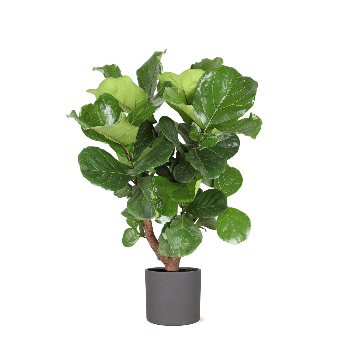 Ficus Lyrata (verzweigt) inklusive Topf