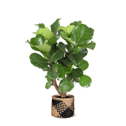 Ficus Lyrata (verzweigt) inklusive Topf