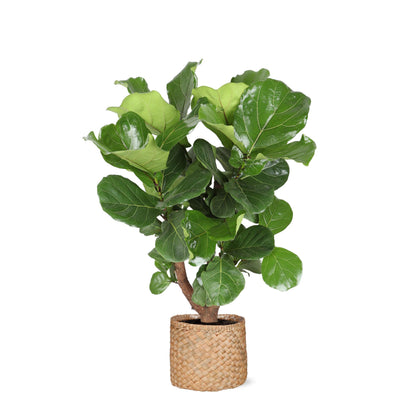 Ficus Lyrata (verzweigt) inklusive Topf