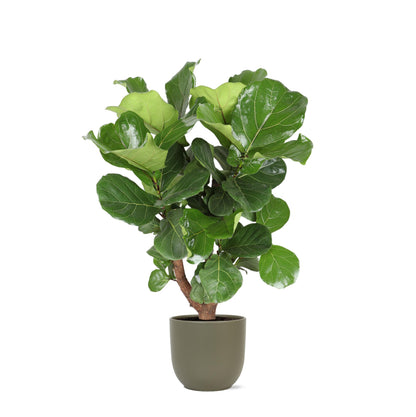 Ficus Lyrata (verzweigt) inklusive Topf