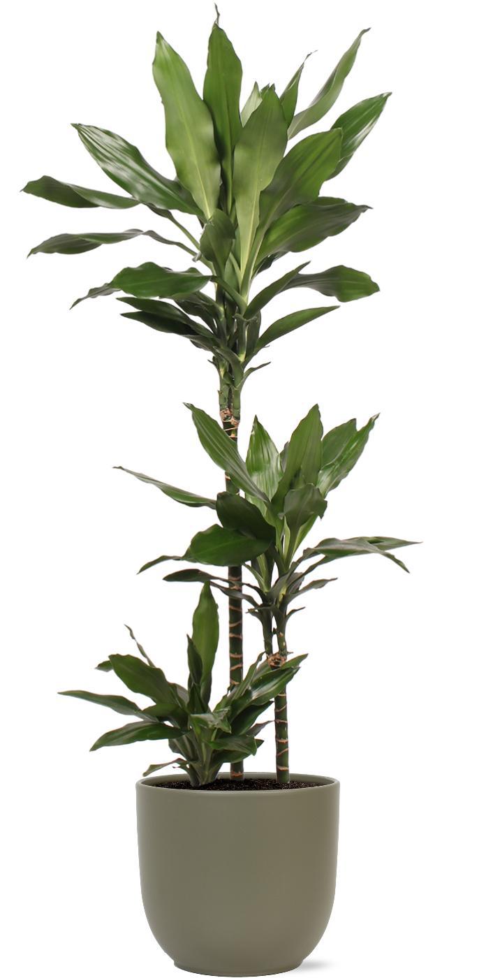 Dracaena Janet Lind inklusive elho® Topf