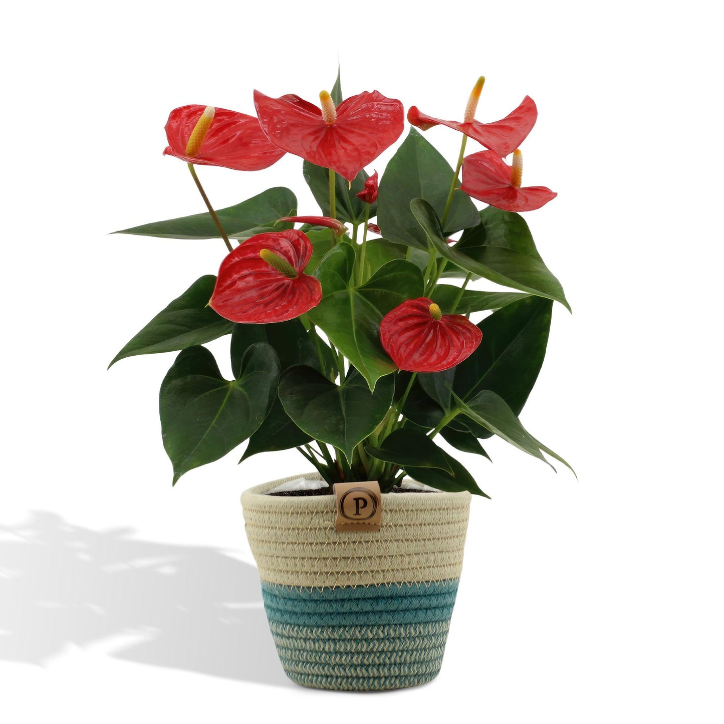 Anthurium andreanum Esudo inclusief pot