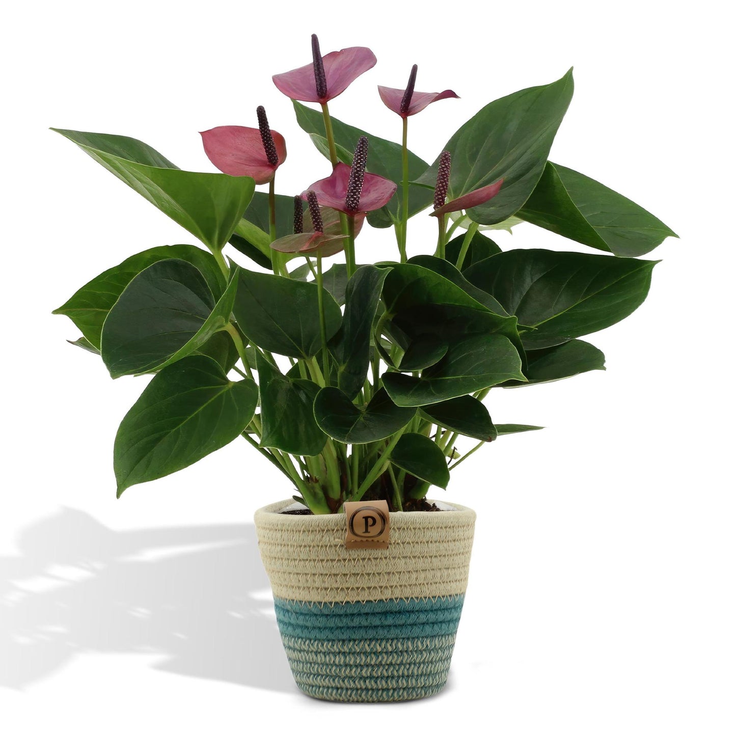 Anthurium andreanum Babyflieder inklusive Topf