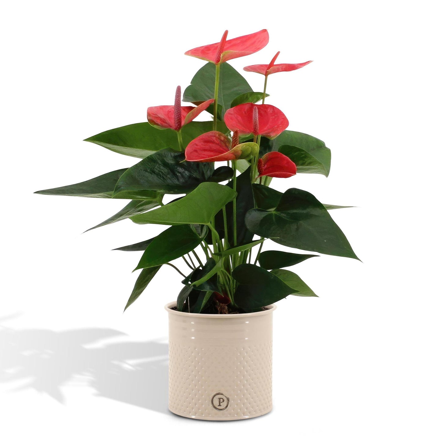 Anthurium andreanum Süßer Traum inclusief pot