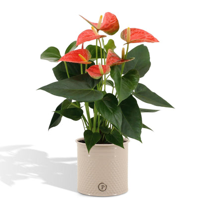 Anthurium andreanum Prinz von Orange including pot 