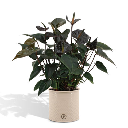 Anthurium andreanum Schwarze Liebe including pot 