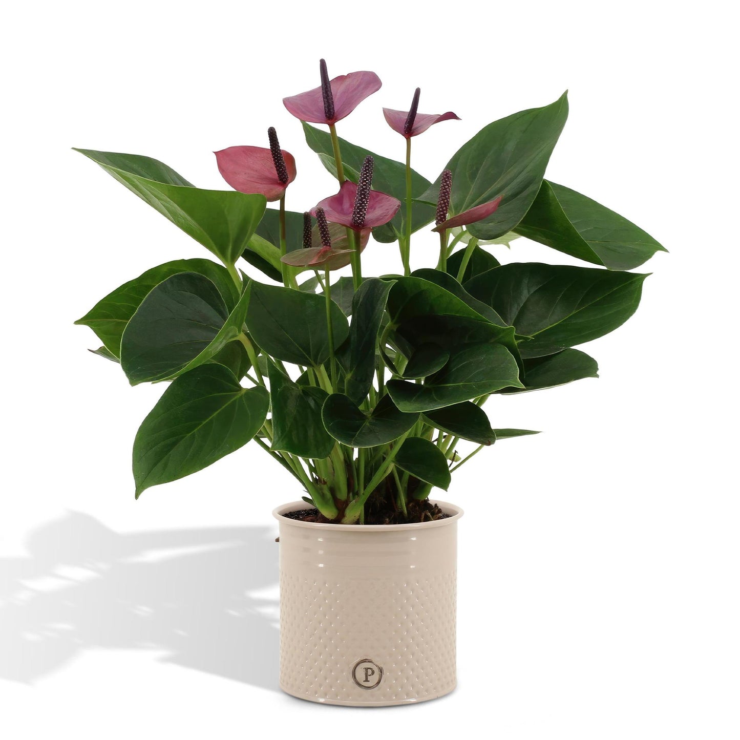 Anthurium andreanum Babyflieder inklusive Topf