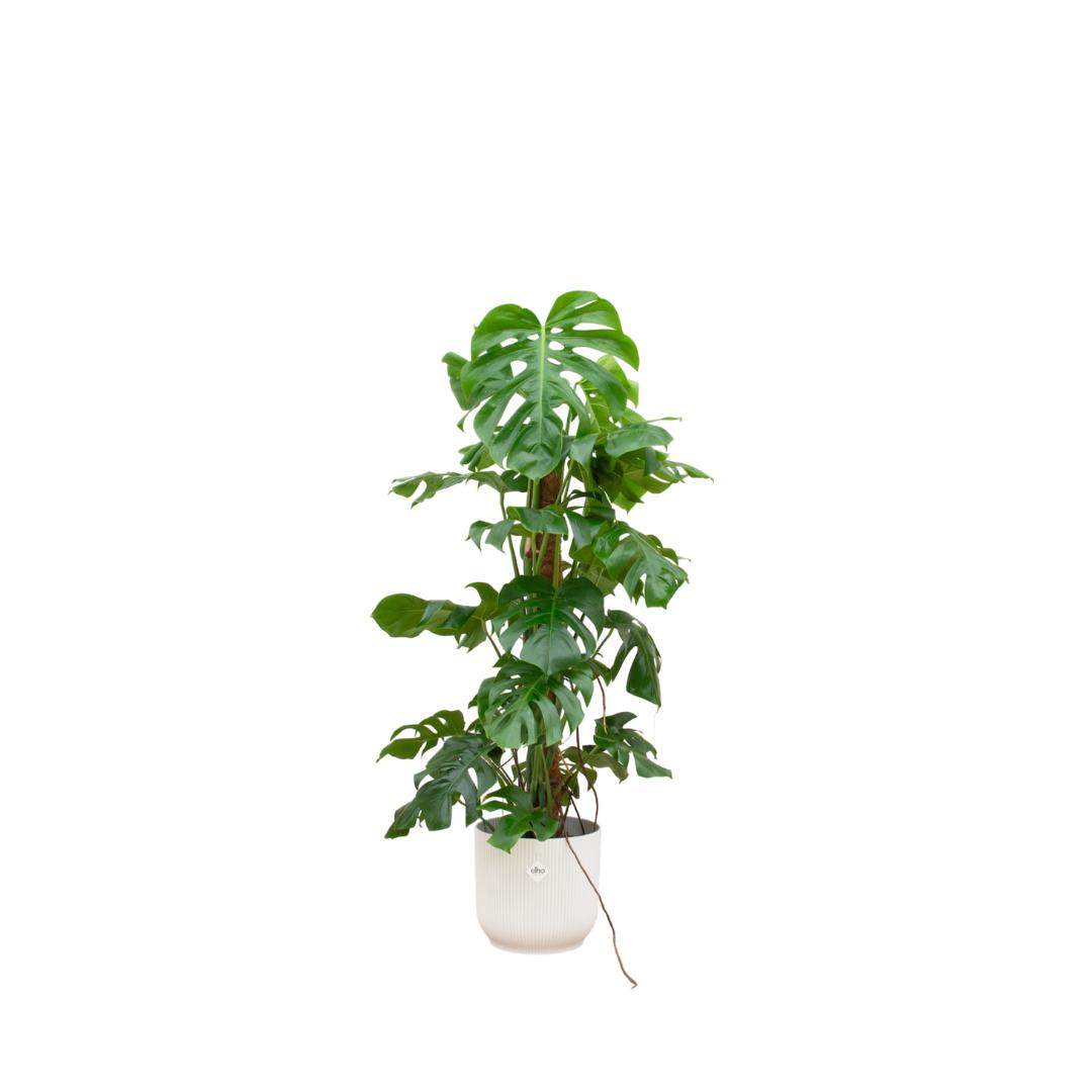 Monstera Pertusum inklusive elho® Topf