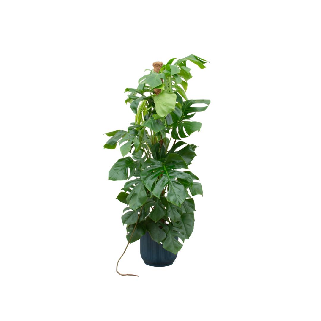 Monstera Pertusum inklusive elho® Topf