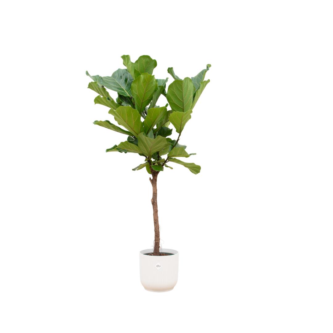 Ficus Lyrata am Stiel inklusive elho®-Topf