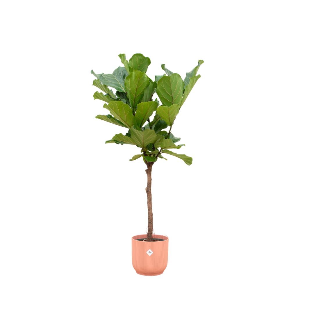 Ficus Lyrata am Stiel inklusive elho®-Topf