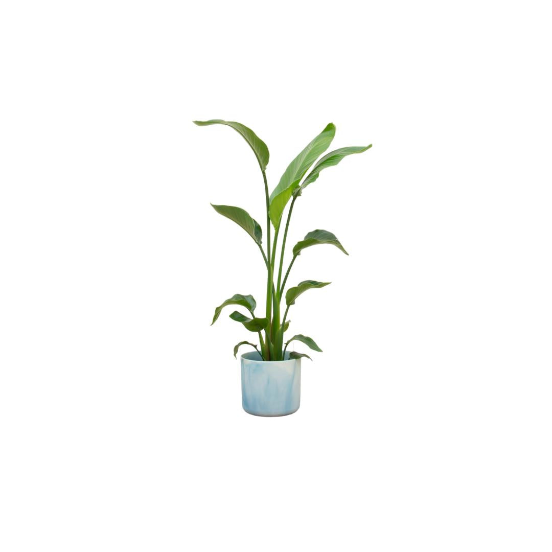 Strelitzia inklusive elho® Ocean Topf