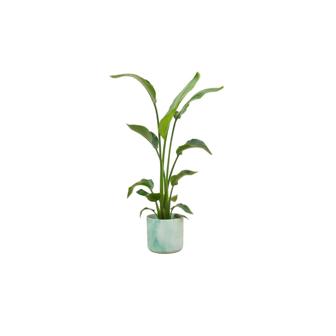 Strelitzia inklusive elho® Ocean Topf