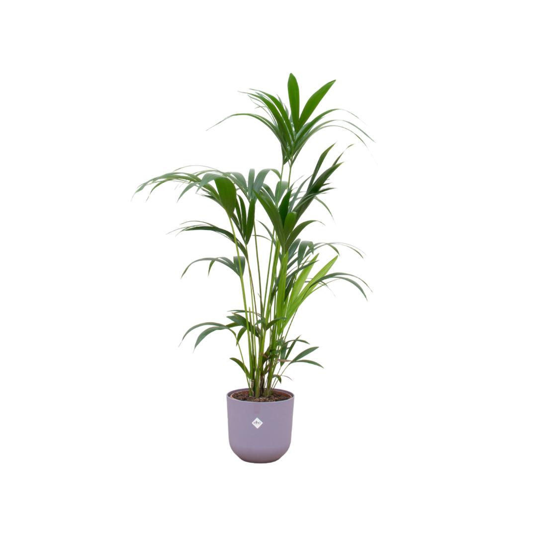 Kentia palm inclusief elho® Jazz Round