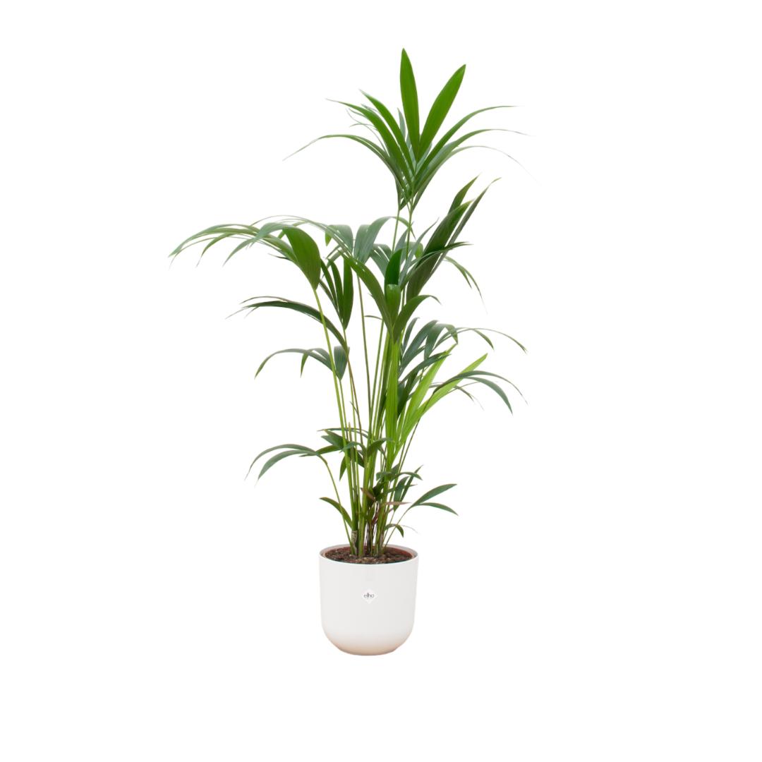 Kentia palm inclusief elho® Jazz Round