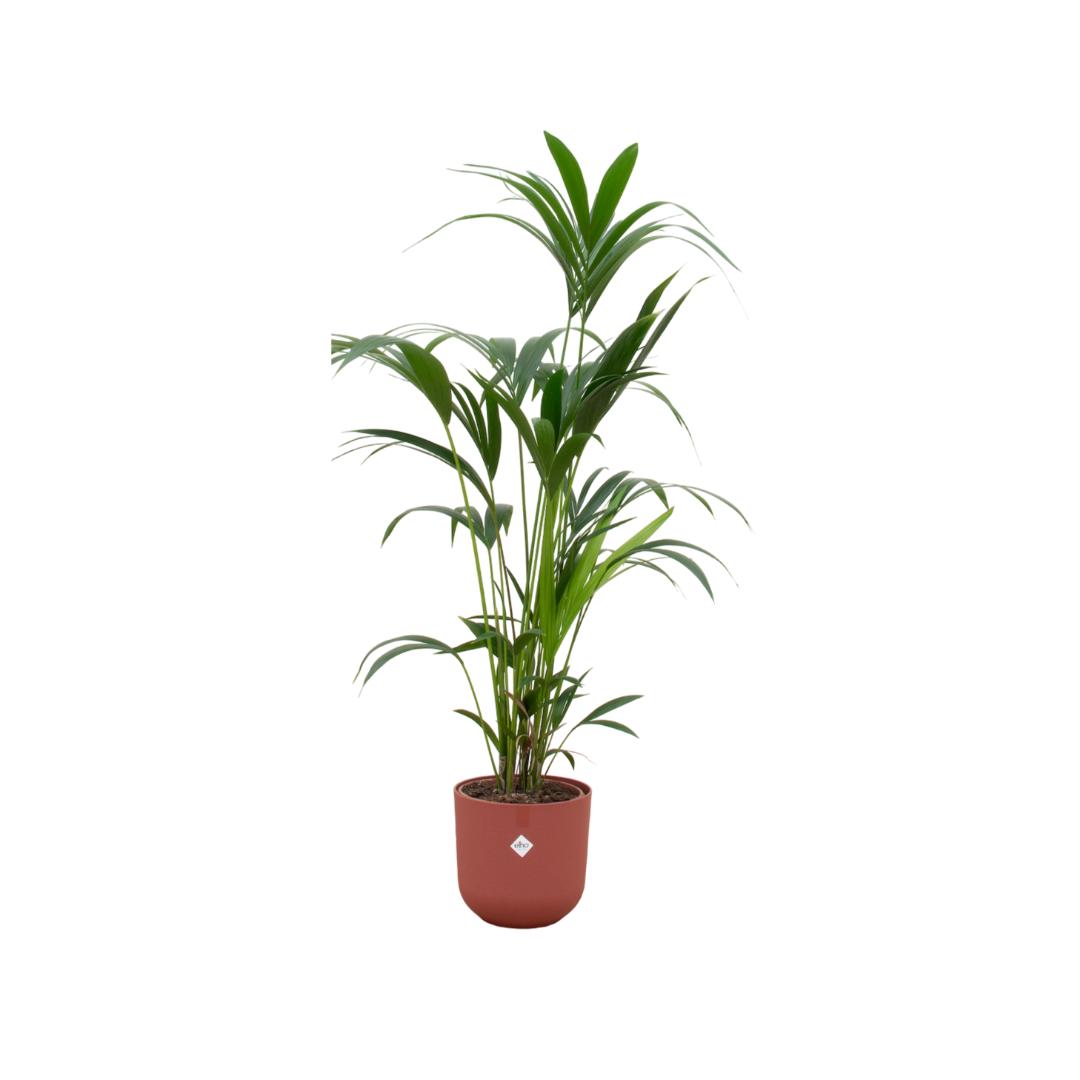 Kentia palm inclusief elho® Jazz Round