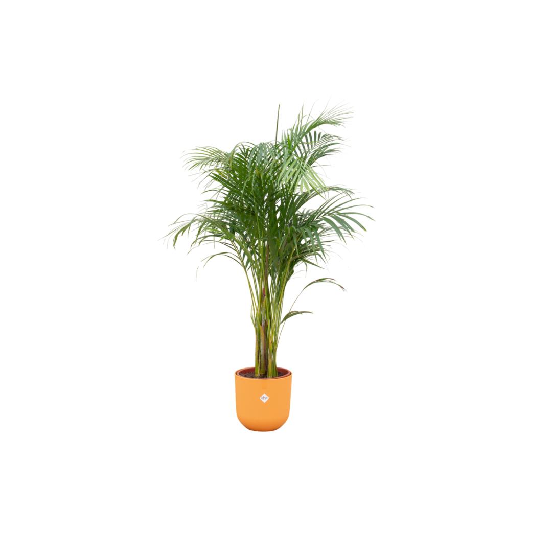 Areca-Palme im elho®-Topf