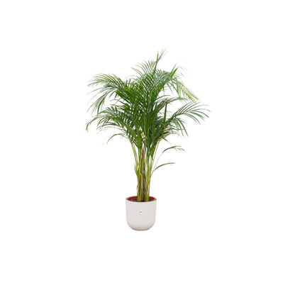 Areca-Palme im elho®-Topf