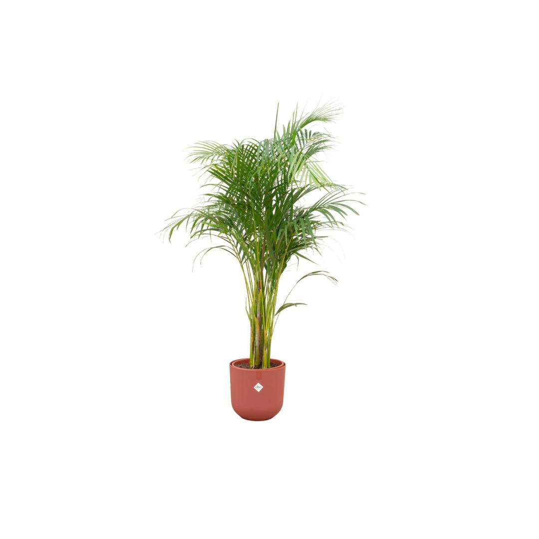 Areca-Palme im elho®-Topf