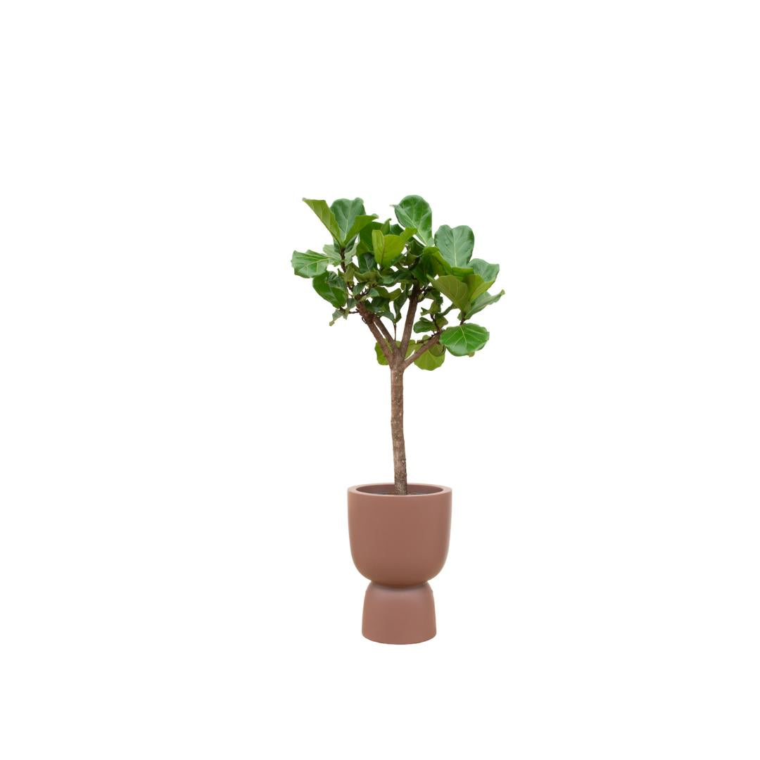 Ficus Lyrata-Baum inklusive elho® Pure Topf