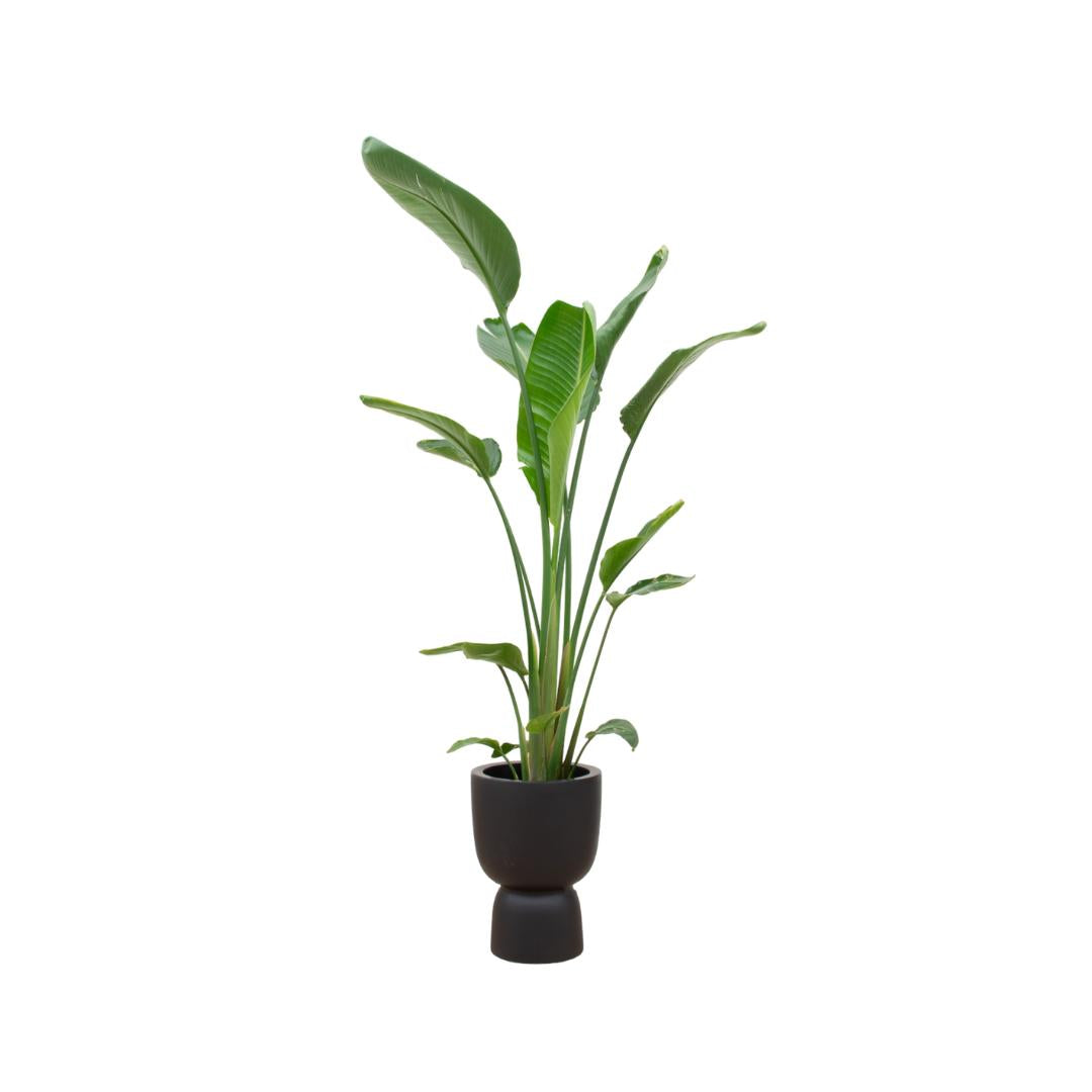 Strelitzia Augusta Multi-Stamm einschließlich elho® Pure Coupe