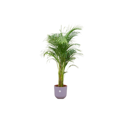 Areca-Palme im elho®-Topf