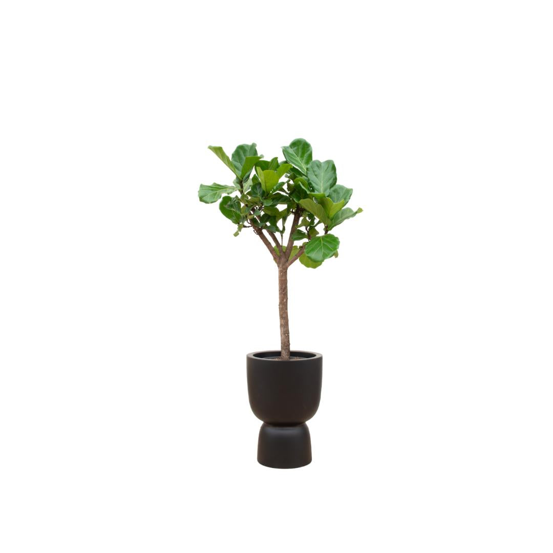 Ficus Lyrata-Baum inklusive elho® Pure Topf