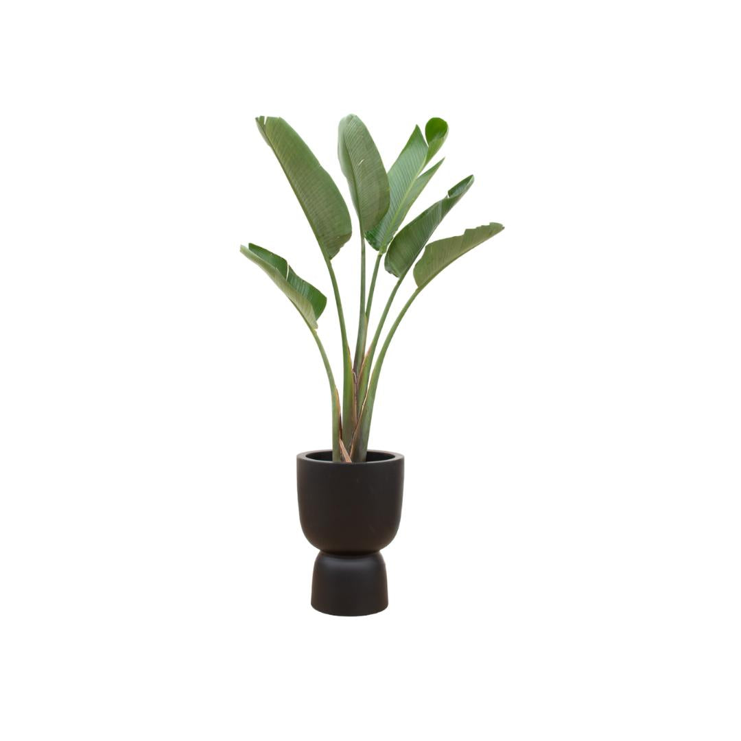 Strelitzia Augusta inklusive elho® Pure Topf