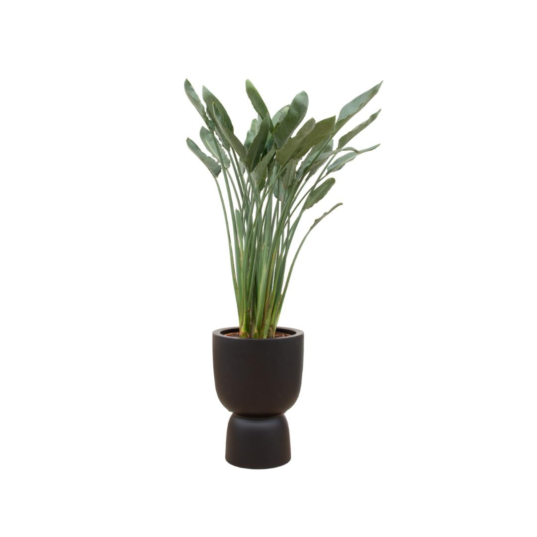 Strelitzia Reginae including elho® pot