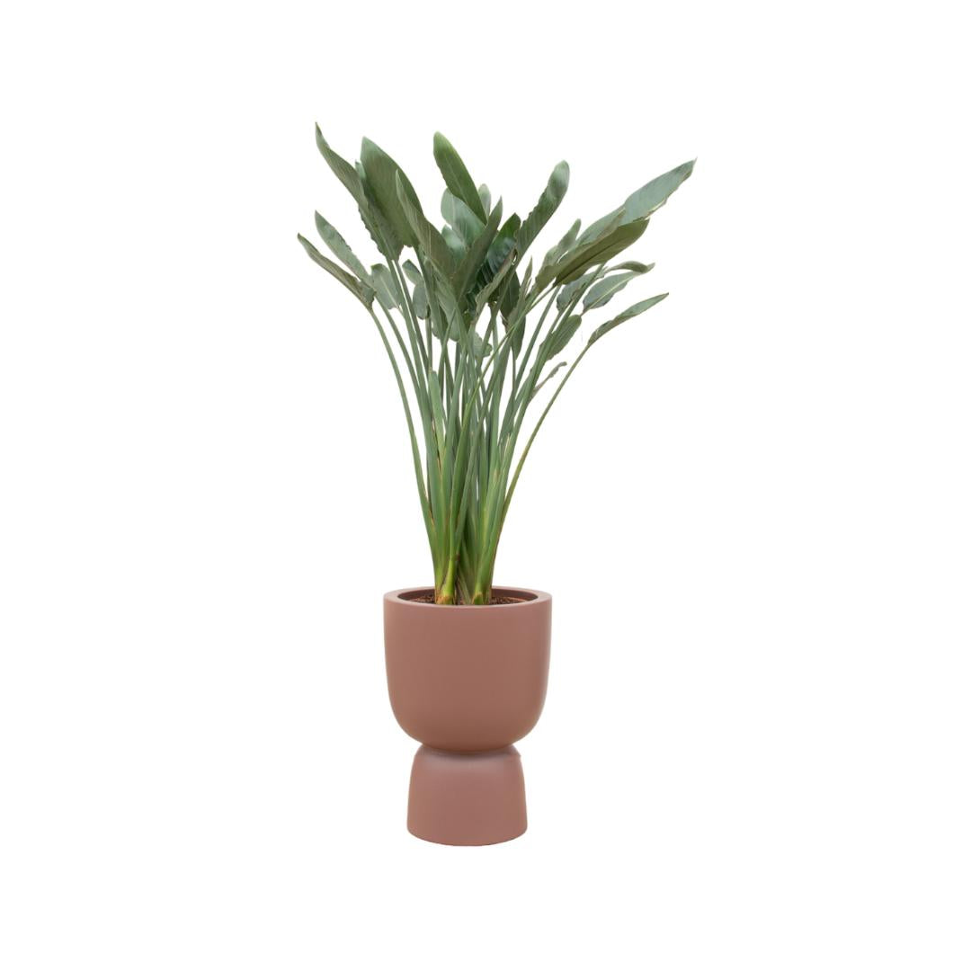 Strelitzia Reginae including elho® pot