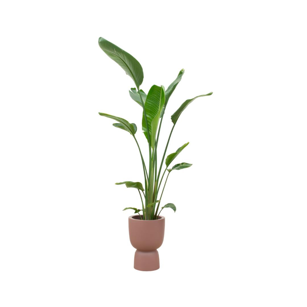 Strelitzia Augusta Multi-Stamm einschließlich elho® Pure Coupe