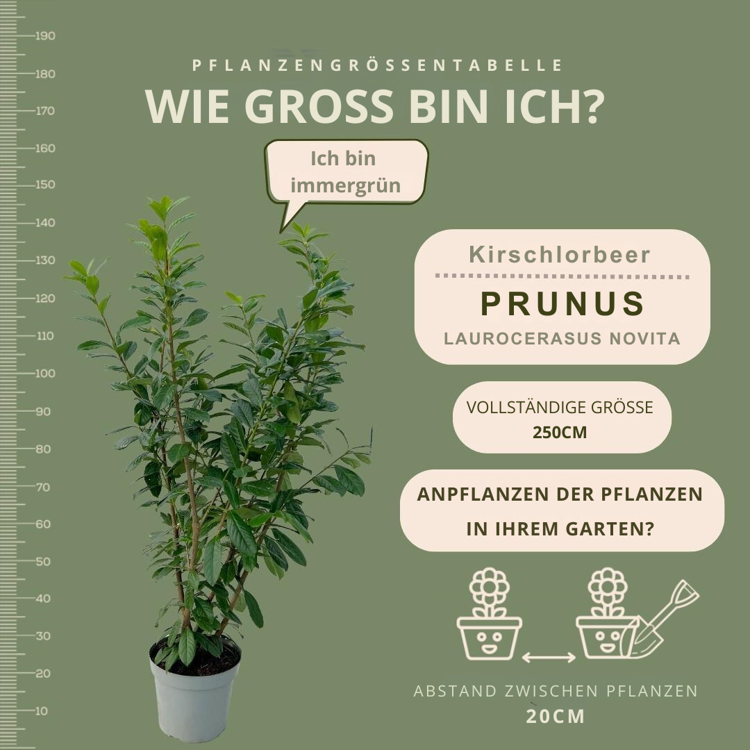 Große Lorbeerpflanzen Novita für 10 laufende Meter Hecke | - 15L - 20x | Höhe: 125-150 cm - Vivaflorique