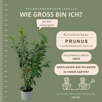 Große Lorbeerpflanzen Novita für 10 laufende Meter Hecke | - 15L - 20x | Höhe: 125-150 cm - Vivaflorique