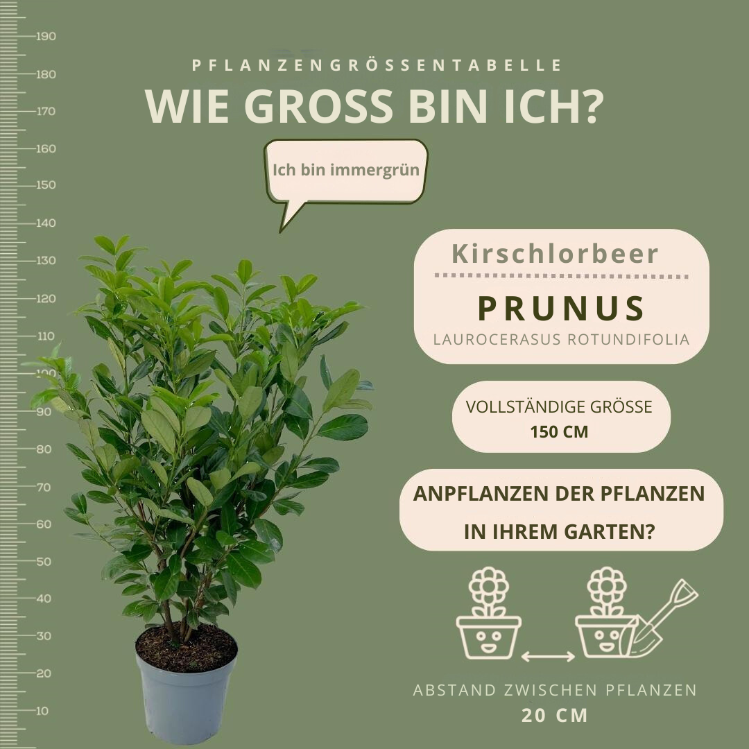 Großer Kirschlorbeer Rotundifolia für 10 laufende Meter Hecke | - 12L - 25 x | Höhe: 100-125 cm - Vivaflorique