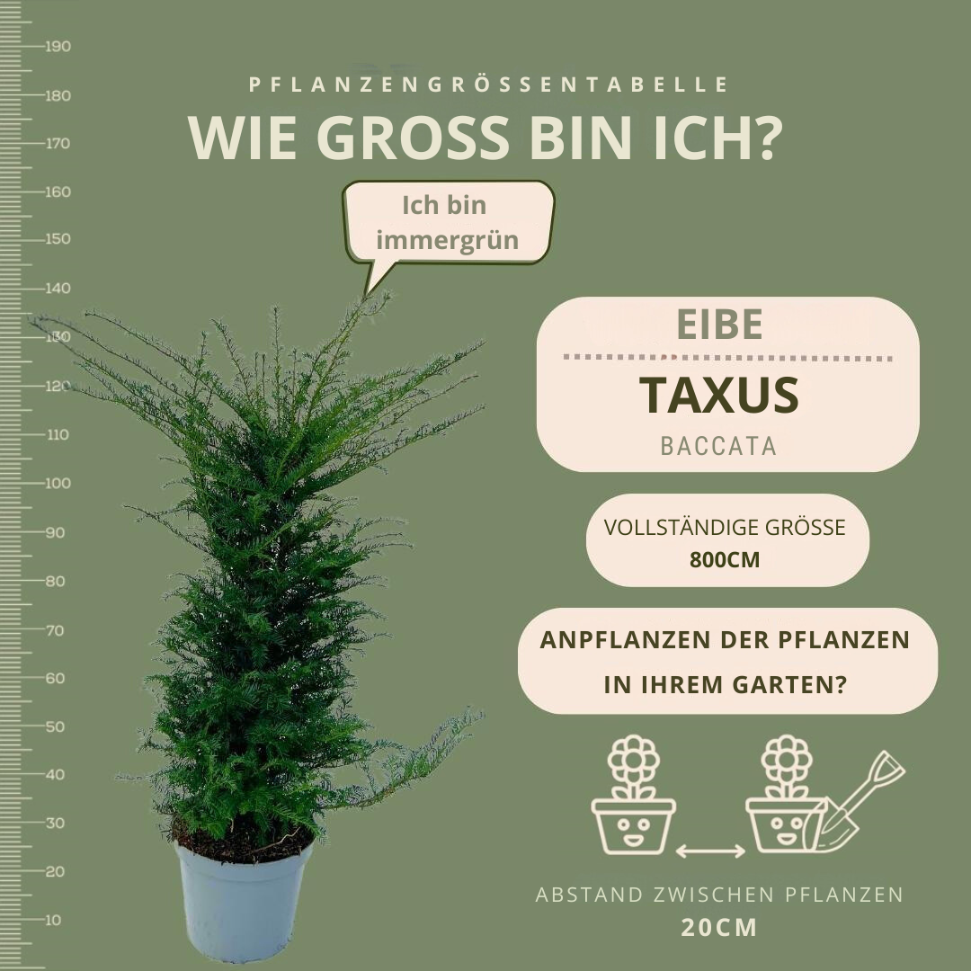 20x taxus planten voor 10 strekkende meter heg - Vivaflorique