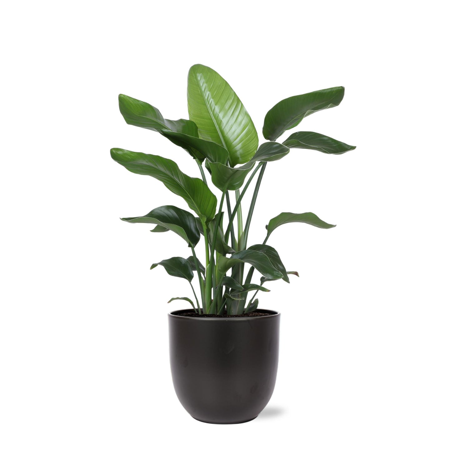 Strelitzia Nicolai including elho® pot