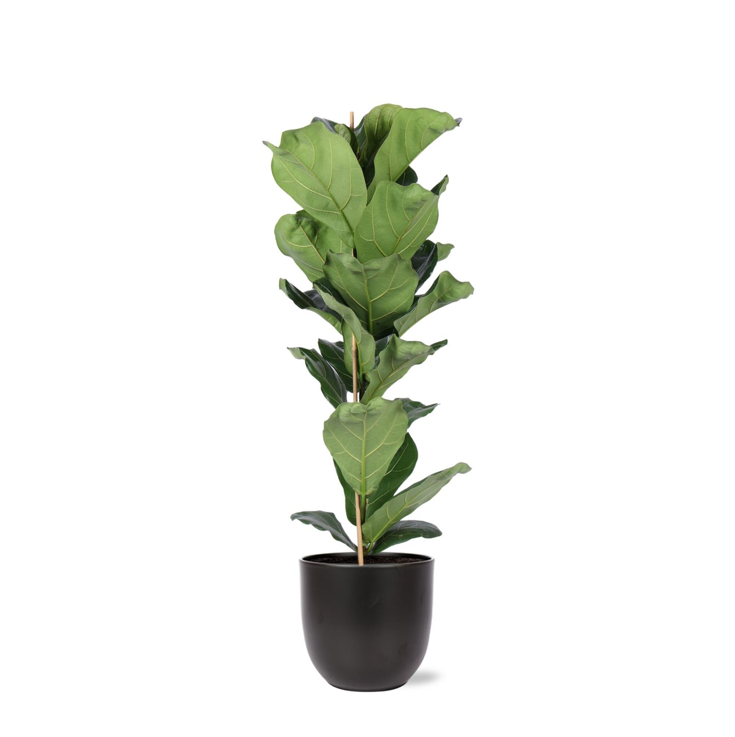 Ficus Lyrata inklusive elho® Topf