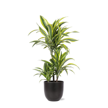 Dracaena Lemon Lime inklusive elho® Topf