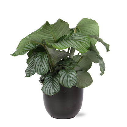 Calathea Orbifolia inklusive elho® Topf 