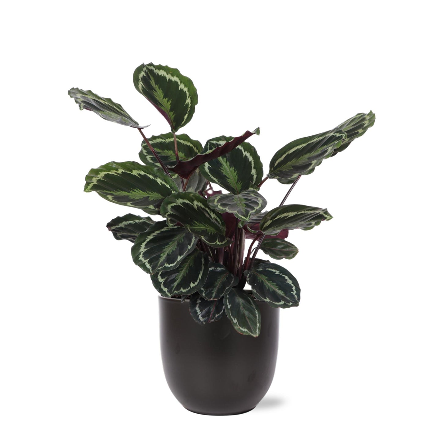 Calathea Medaillon Inklusive elho® Topf