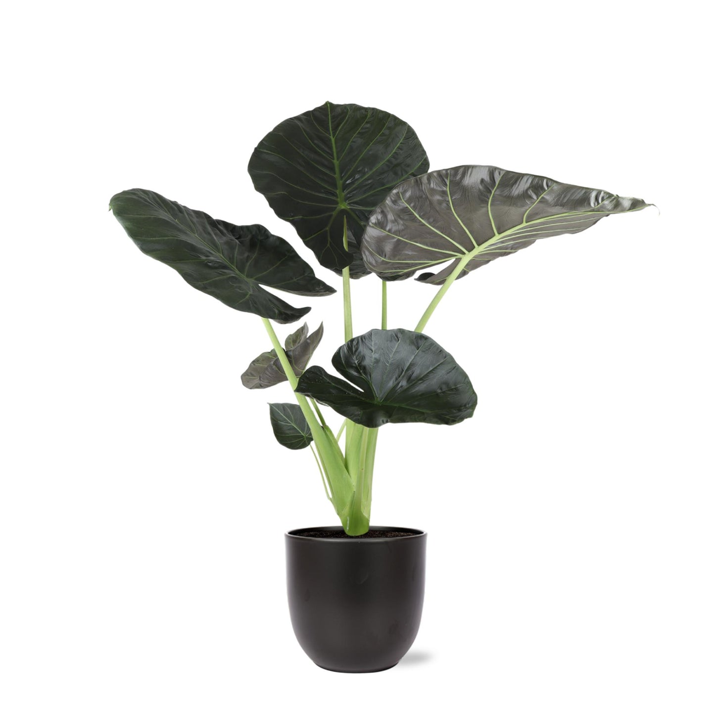 Alocasia Regal Shield inclusief pot