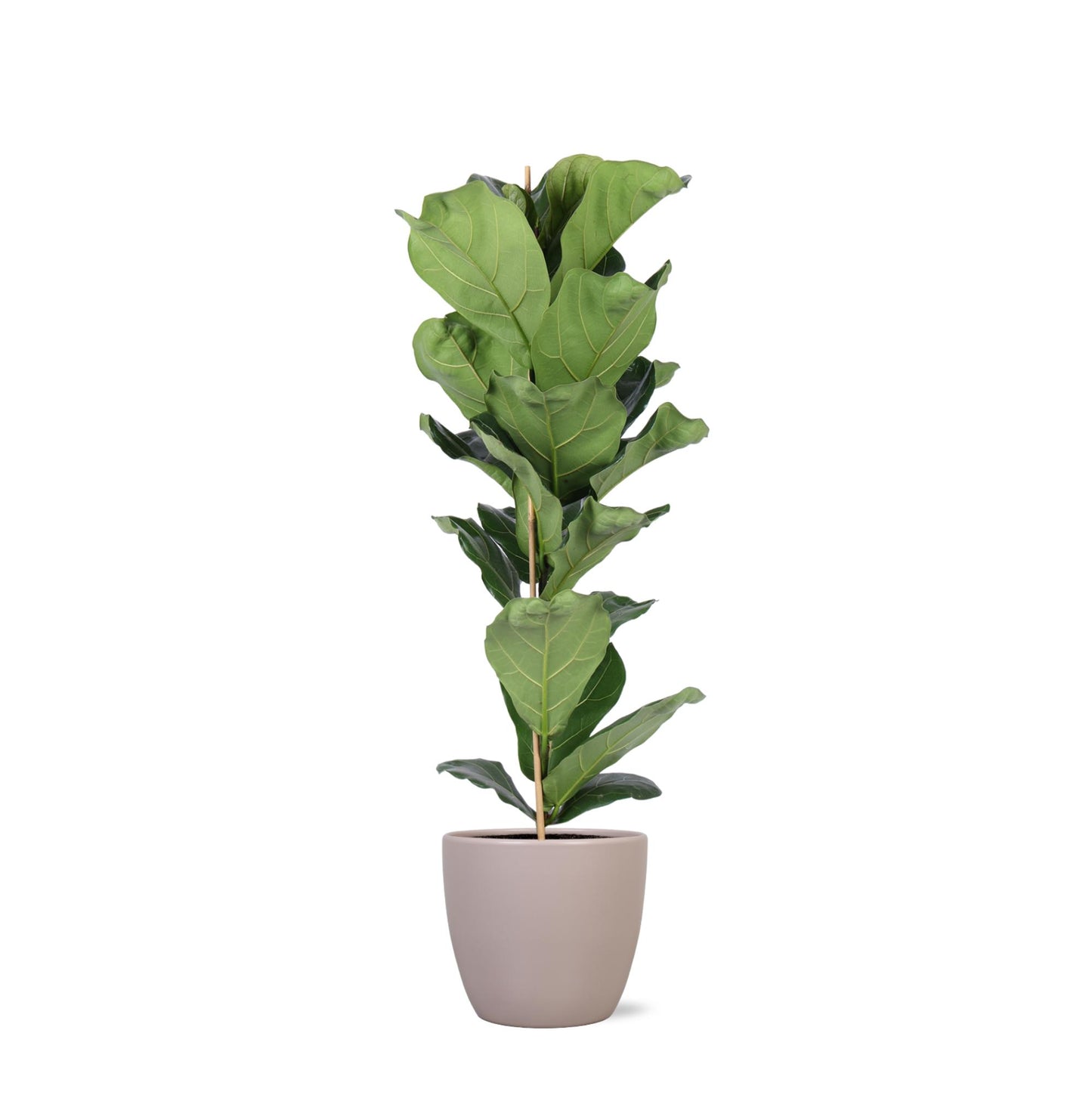 Ficus Lyrata inklusive elho® Topf