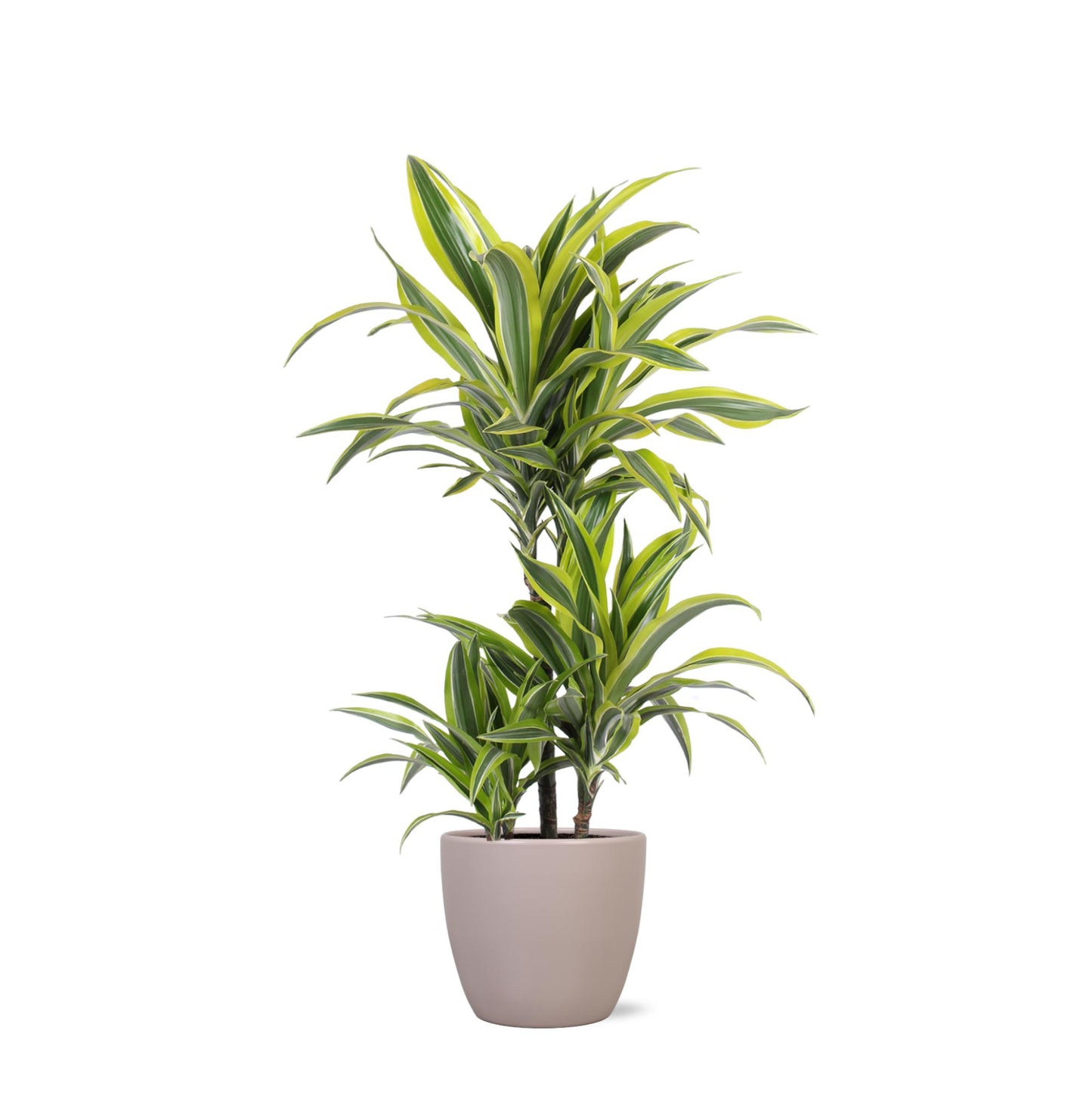 Dracaena Lemon Lime inklusive elho® Topf