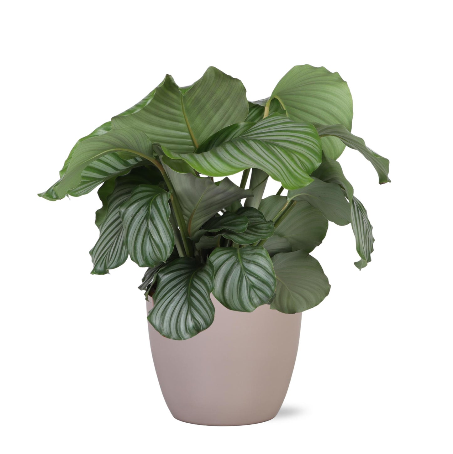 Calathea Orbifolia inklusive elho® Topf 