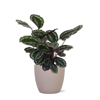 Calathea Medaillon Inklusive elho® Topf