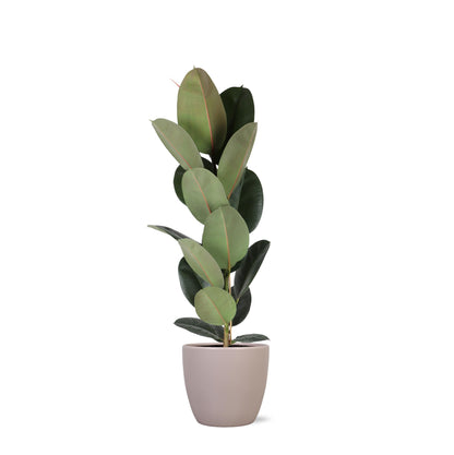 Ficus Elastica Robusta inklusive elho® Topf